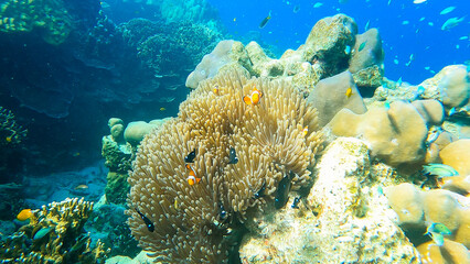 Naklejka na ściany i meble Colorful fish and clownfish hiding in sea anemone on the beautiful coral reef in Surin island national park, Thailand.