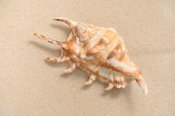 Beautiful conch shell on sand.