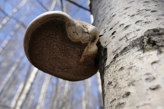 The birch tinder fungus is a fungus belonging to the genus Piptoporus of the family Fomitopsidaceae. It grows on the trunks of dead birches.