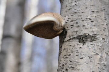 The birch tinder fungus is a fungus belonging to the genus Piptoporus of the family Fomitopsidaceae. It grows on the trunks of dead birches.