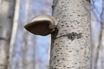 The birch tinder fungus is a fungus belonging to the genus Piptoporus of the family Fomitopsidaceae. It grows on the trunks of dead birches.