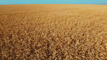 Aerial drone view flight over field of yellow ripe wheat. Horizon skyline and blue sky. Ripe harvest. Flying over ears of wheat grains. Agrarian background. Landscape fields agro-industrial culture