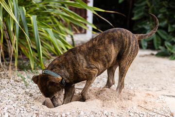 Amstaff terrier hunting mice in a garden. 