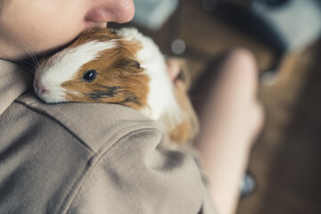 cute fluffy Sheltie guinea pig hugging its owner. pet concept . High quality photo