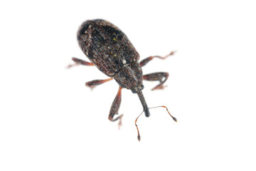 Apple blossom weevil (Anthonomus pomorum). One of the most important pests of apple trees in orchards and gardens.
