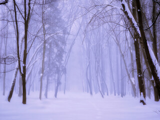 Winter forest with snow in the morning. Fabulous foggy landscape. Trees are covered with frost in a white fog.
