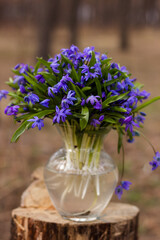 Blue fresh snowdrops stand in a vase on a stump in the forest