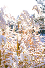 Selective focus of fluffy reed heads and blades, all covered with snow in soft sunlight, spread in the wind.