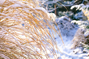 Selective focus of yellow reed stalks and blades, all covered with snow in soft sunlight with blurred snowy bushes in the background.