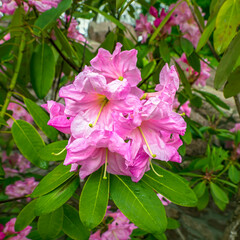 Pink Rhododendron blooming flowers in spring garden