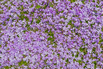 Obraz premium Violet Moss Phlox flowers. Pink purple texture of phlox field background