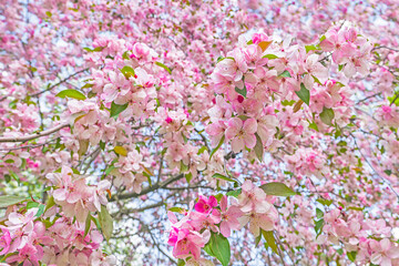 Blooming apple tree in spring garden. Beautiful blossom background of pink white apple flowers