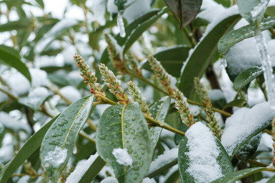 Wintereinbruch in Fr&uuml;hling: Knospen der Lorbeerkirsche (Lat.: Prunus laurocerasus) / Kirschlorbeer sind mit Schnee bedeckt