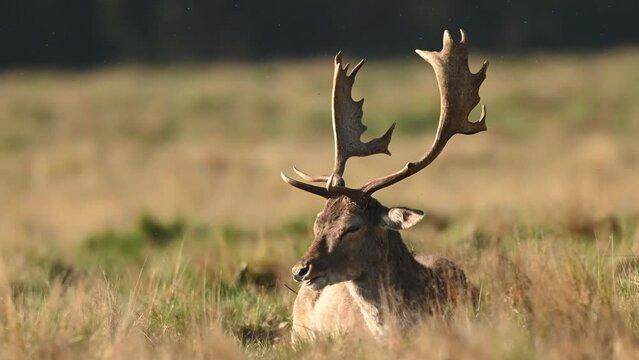 Deer chewing his cud after feasting