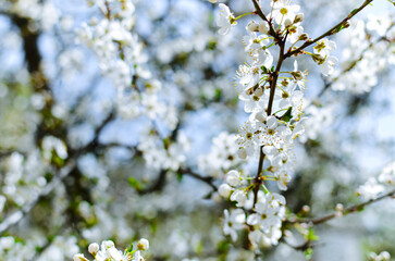 blooming cherry tree in the spring
