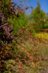 Beautiful autumn landscape against the blue sky