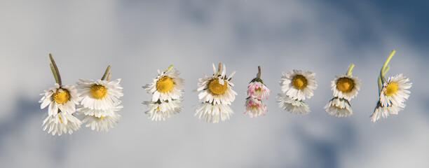 abstract daisy flowers on mirror reflecting the blue sky and clouds