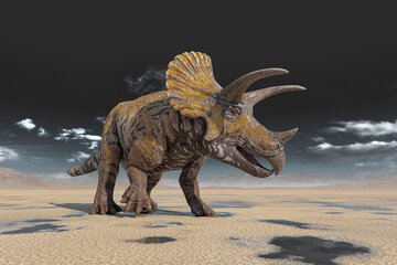 triceratops on the desert walking after rain side view
