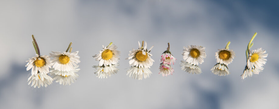 abstract daisy flowers on mirror reflecting the blue sky and clouds