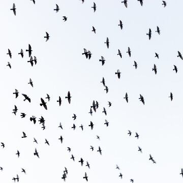 A flock of Pegions