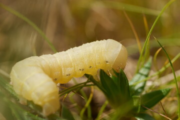 chenille blanche