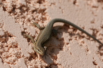 lézard commun