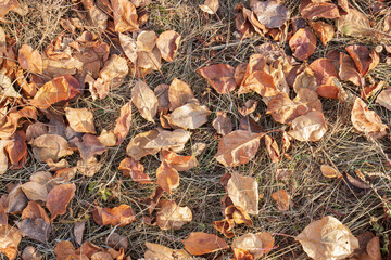 Autumn background with dry brown apple leaves on withered grass. Top view