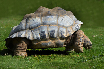 Fototapeta premium Tortue géante des Seychelles
