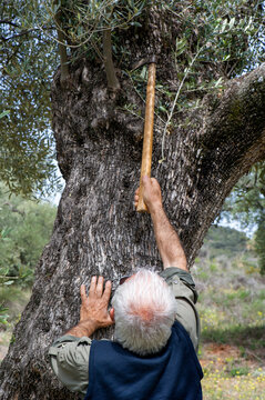 Hombre senior podando brotes de olivera