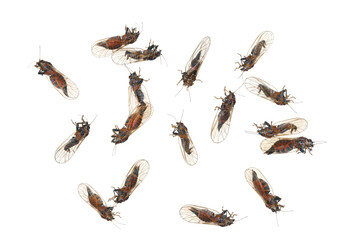 Cacopsylla melanoneura is an insect of the Psyllidae family. The pest of apple trees and is considered the main vector of the phytoplasma disease 