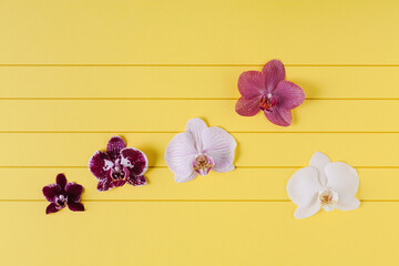 Orchid flowers as notes on musical lines. Simple composition on yellow background.