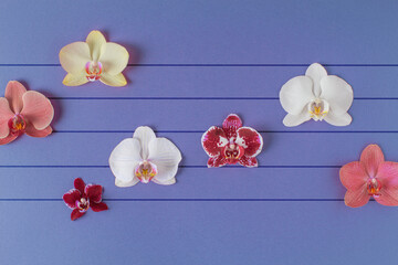 Orchid flowers as notes on musical lines. Simple composition on blue purple background.