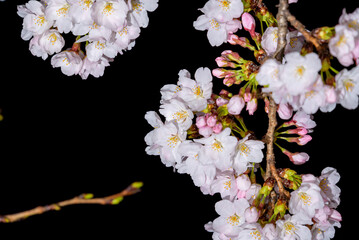 Cherry blossom closeup on black background