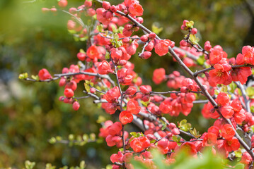 Red flower of Japanese quince