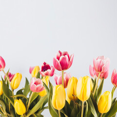 Detail of yellow and pink tulips. Bright light composition with flowers in lower and copy space in upper part.