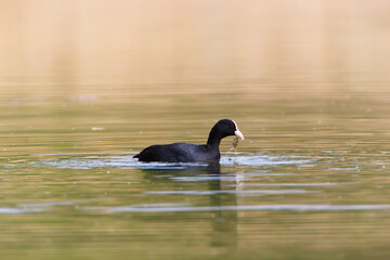 A Coot in a Park, Ziegeleipark Heilbronn, Germany, Europe