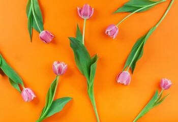 Pink tulip flowers laying on rich orange background. Simple and contrasty pattern on soft light.