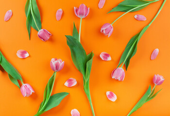 Pink tulip flowers and petals laying on rich orange background. Simple and contrasty pattern on soft light.