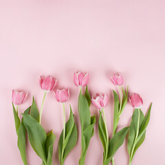 Pink tulip flowers pattern on light pastel pink background. Simple square flat lay composition with soft light.