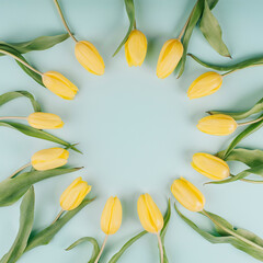Yellow tulip flowers circular pattern on light mint background. Simple square flat lay composition with soft light and copy space.