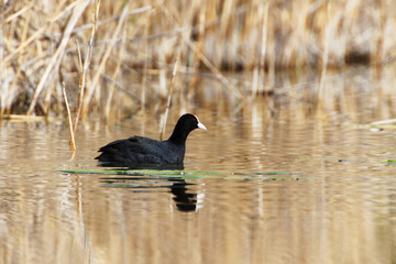 A Coot in a Park, Ziegeleipark Heilbronn, Germany, Europe