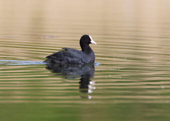 A Coot in a Park, Ziegeleipark Heilbronn, Germany, Europe