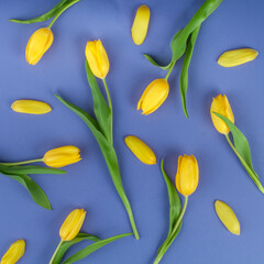 Yellow tulip flowers and petals laying on rich blue and purple background. Simple and contrasty pattern on soft light.