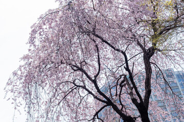 花曇りの空に咲く枝垂れ桜