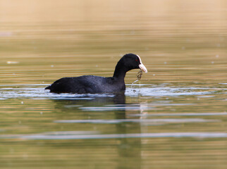 A Coot in a Park, Ziegeleipark Heilbronn, Germany, Europe