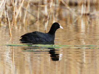 A Coot in a Park, Ziegeleipark Heilbronn, Germany, Europe