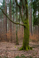 Magiczne drzewo porośnięte zielonym mchem, stoi samotnie w gęstym lesie. 