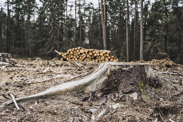 Wycinka drzew, pierwszy plan pień ściętego drzewa. © Aneta