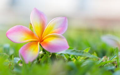 Yellow and pink frangipani flowers fall on a green lawn. Background