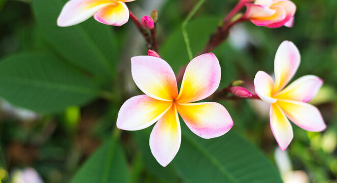 Pink mixed with yellow plumeria blooming in the garden.